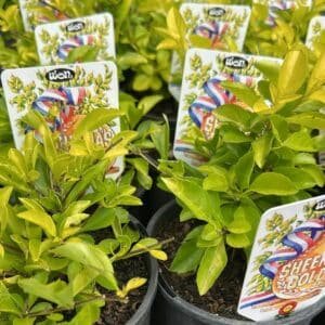 Duranta-Sheenas-Gold-Garden-View-Nursery