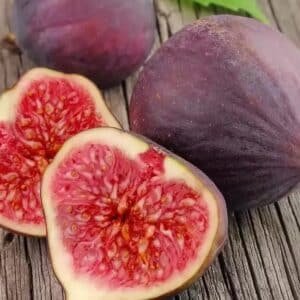 Fig-Brown-Turkey-Garden-View-Nursery