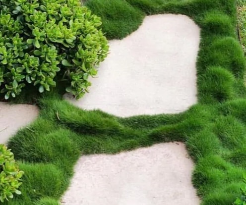 Ground Cover Plants Garden View Nursery Ground-Cover-Plants-Garden-View-Nursery.