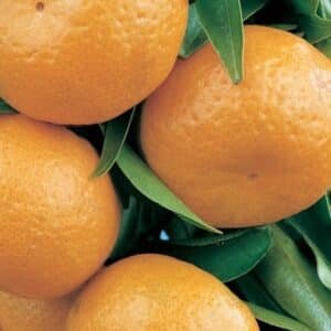 Imperial-Mandarin-Garden-View-Nursery