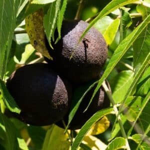 Juglans-nigra-Black-Walnut-Garden-View-Nursery