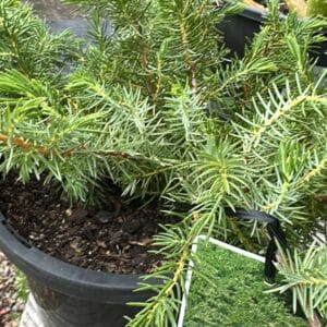 Juniperus-Conferta-Shore-Juniper-Garden-View-Nursery