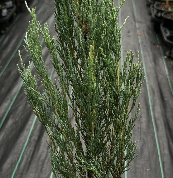 Juniperus-Skyrocket-Garden-View-Nursery