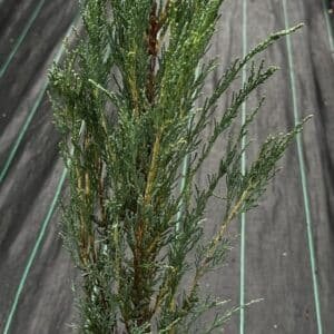 Juniperus-Skyrocket-Garden-View-Nursery