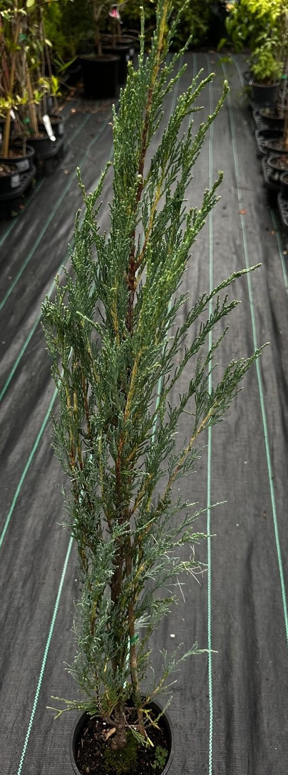 Juniperus-Skyrocket-Garden-View-Nursery