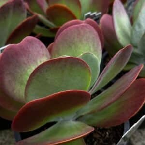 Kalanchoe-Flapjacks-Garden-View-Nursery