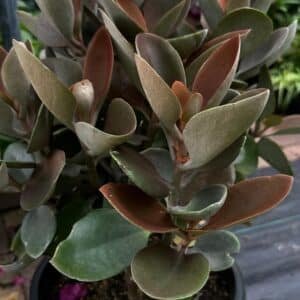 Kalanchoe-Orgyalis-Copper-Spoons-Garden-View-Nursery