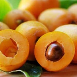 Loquat