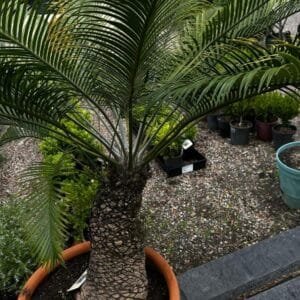 Lepidozamia-Peroffskyana-Scaly-Zamia-Garden-View-Nursery