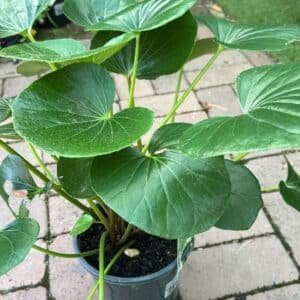 Ligularia-Dentata-Reniformis-Garden-View-Nursery