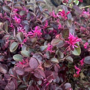 Loropetalum-Chinense-Plum-Gorgeous-Garden-View-Nursery