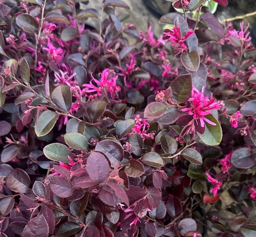 Loropetalum-Chinense-Plum-Gorgeous-Garden-View-Nursery