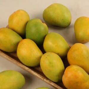 MANGO-ALPANSO-Garden-View-Nursery