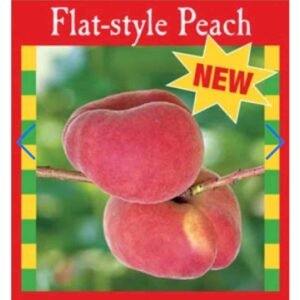 Nectarine-Okee-Dokee-Garden-View-Nursery