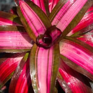 Neoregelia-Bromeliads-Garden-View-Nursery