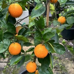 Orange-Washington-Navel-Dwarf-Garden-View-Nursery