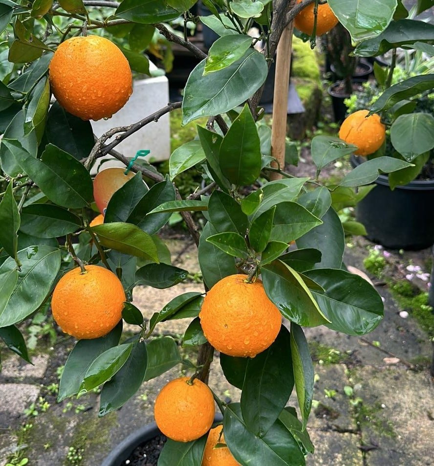 Orange-Washington-Navel-Dwarf-Garden-View-Nursery