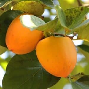 Persimmon Rojo Brillante Garden View Nursery