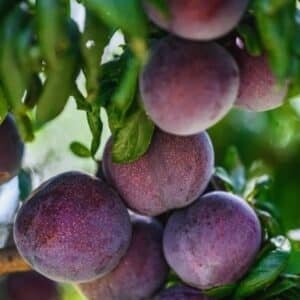 Primetime-Plum-Garden-View-Nursery