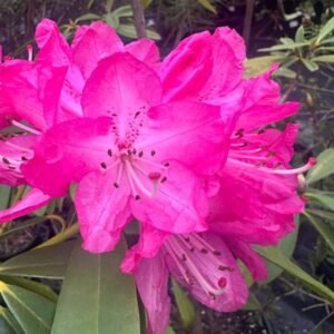 Rhododendron-Garden-View-Nursery