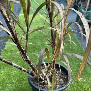 Saccharum-Officinarum-Sugarcane-Garden-View-Nursery