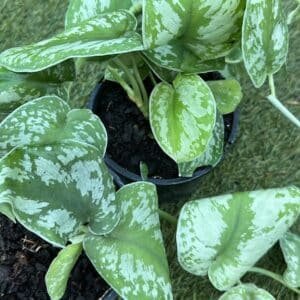 Scindapsus-Pictus-Exotica-Garden-View-Nursery