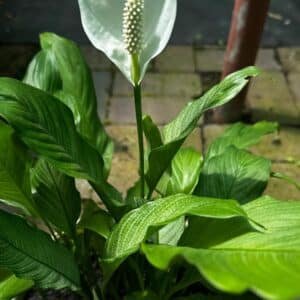 Spathiphyllum-Platinum-Mist-Garden-View-Nursery