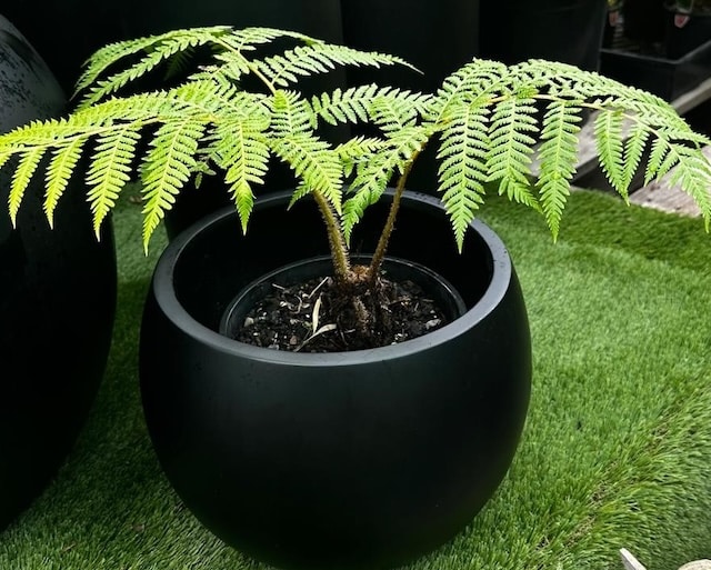 Sphaeropteris Cooperi Garden View Nursery