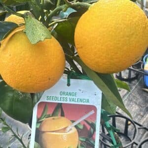 Valencia-Seedless-Orange-Garden-View-Nursery
