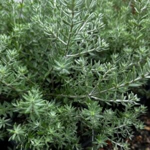 Westringia-Brevifolia-Garden-View-Nursery