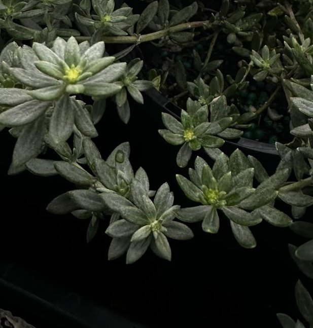 Westringia-Fruticosa-Zena-Garden-View-Nursery