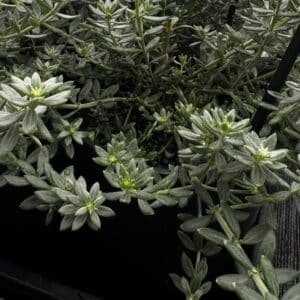 Westringia-Fruticosa-Zena-Garden-View-Nursery