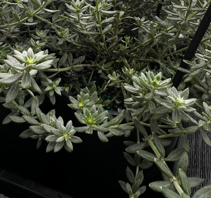 Westringia-Fruticosa-Zena-Garden-View-Nursery