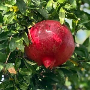 pomegranate-wonderful-Garden-View-Nursery