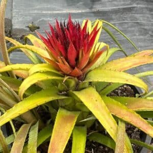 Aechmea-garden-view-nursery