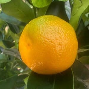 Calamondin Cumquat Nagami Round (Standard) Garden view Nursery