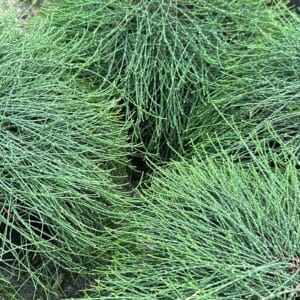 Casuarina Cousin It Garden View Nursery