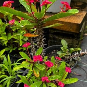 Euphorbia Milii Garden View Nursery