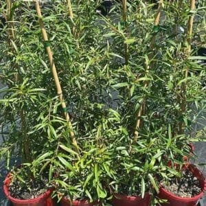 Leptospermum petersonii (Lemon-scented Tea Tree) Garden View nursery