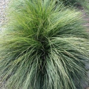 Lomandra-Confertifolia-Garden-View-Nursery