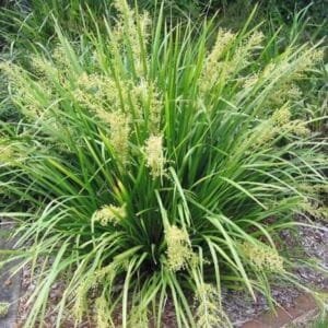 Lomandra Hystrix Garden View Nursery