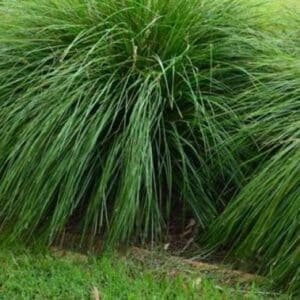 Lomandra Longifolia Verday Garden View. Nursery
