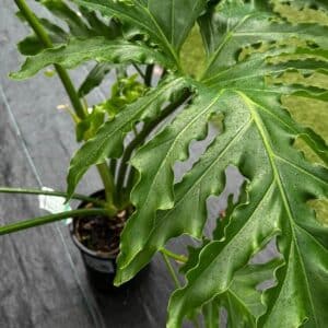 Philodendron Hope Selloum Garden View Nursery