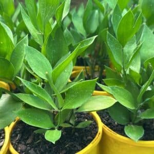 Ruscus-Hypoglossum-garden-view-nursery