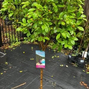 Syzygium Paniculata Backyard Bliss (Lilly Pilly) Garden View Nursery